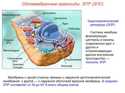 Обособленное ядро: принцип работы и основные характеристики