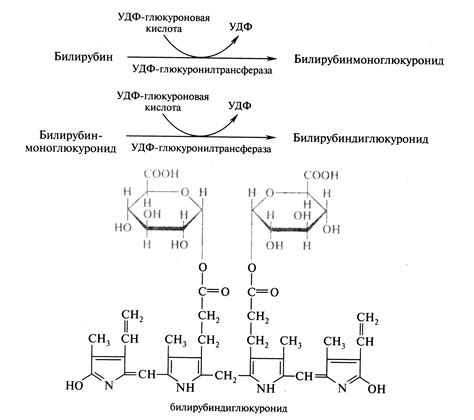 Образование биллирубина
