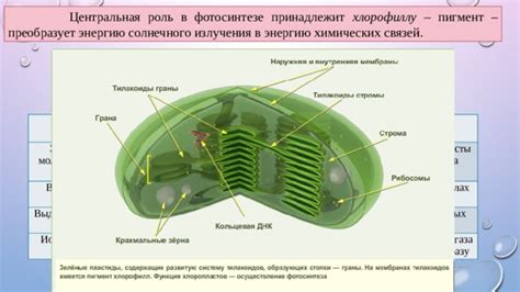 Образование и центральная роль