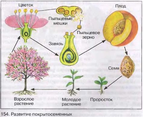 Образование плодов: стадии и механизмы формирования