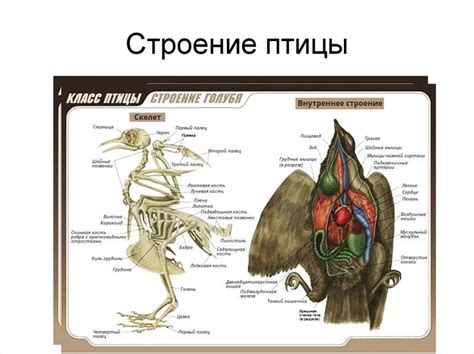 Образы внутренних органов птицы в сновидениях: их символическое значение