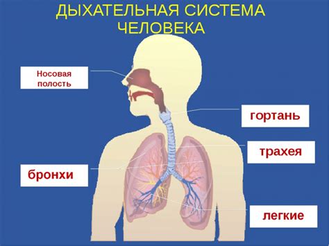 Образ жизни и дыхательная система