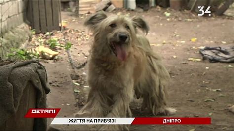 Обращение к бессознательному через символику диких животных на привязи