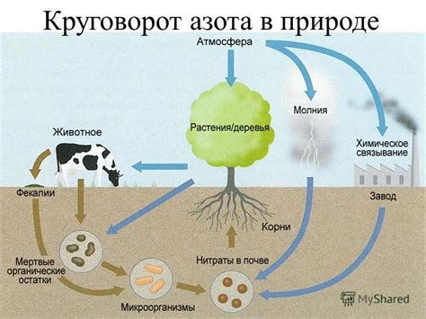 Обращение углерода в произведение истории