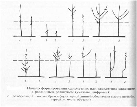 Обрезка и формирование кроны сосен