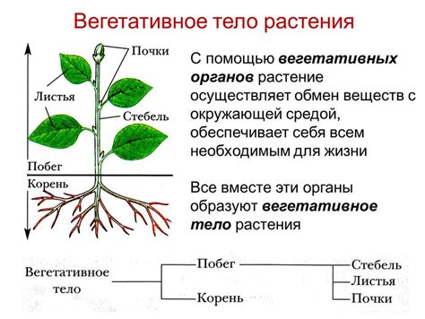 Обсуждение функций клубней у вегетативного органа растения