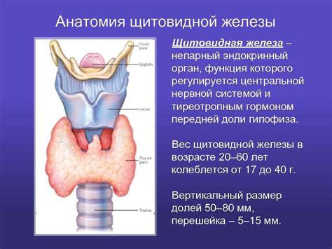 Общая информация и анатомия щитовидной железы