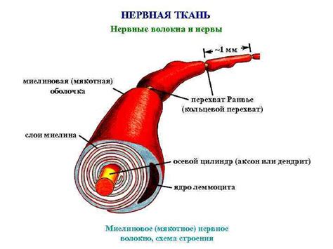 Общая информация о нервной ткани