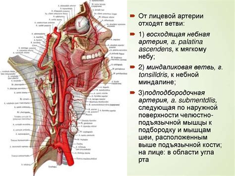 Общая информация о уздг сосудов головы и шеи