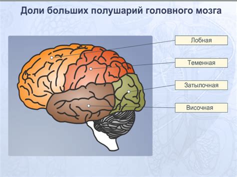 Общее понятие и структура паренхимы мозга