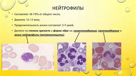 Общее число нейтрофилов в организме