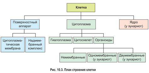 Общий план строения: суть и значение