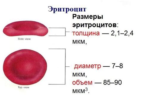 Объем эритроцитов