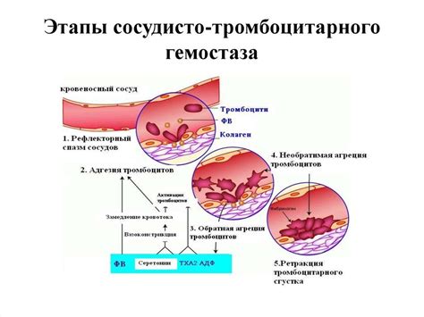 Объяснение густоты крови