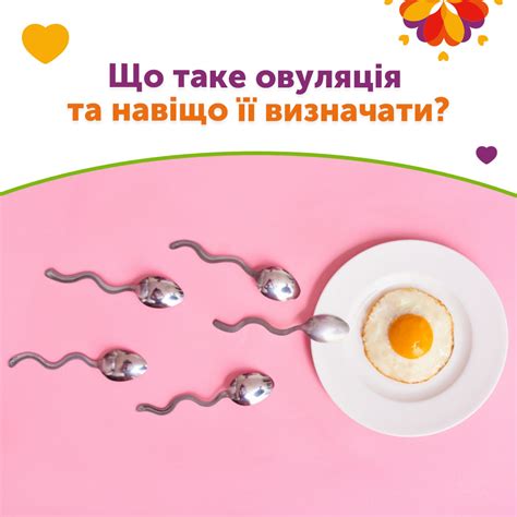 Овуляция