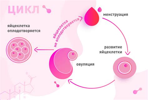 Овуляция: