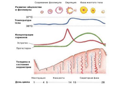 Овуляция и изменения в организме