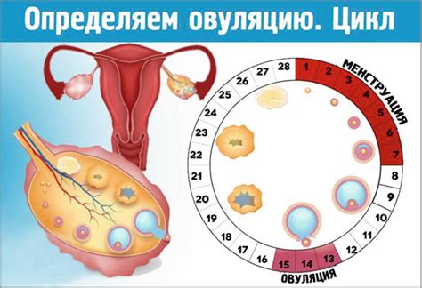 Овуляция у мужчин