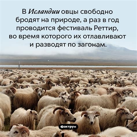 Овцы во снах: предвестники успеха и благополучия