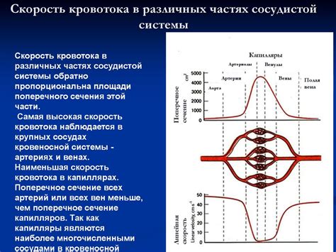 Огибающий кровоток и его значение