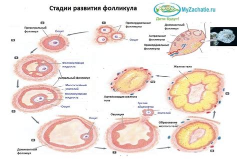 Один фолликул 17 мм - значения и причины