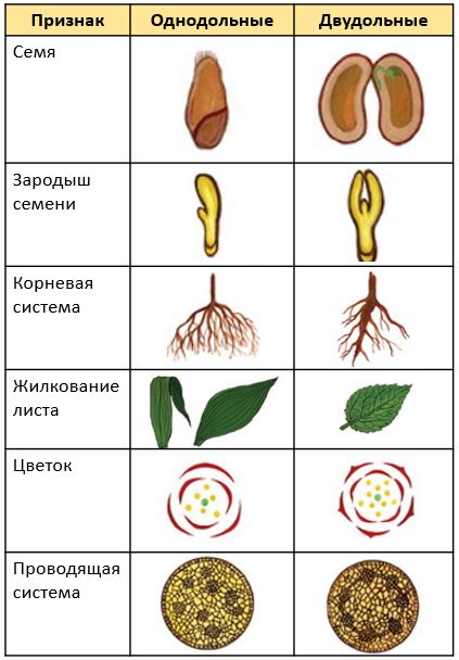 Однодольные: определение и классификация