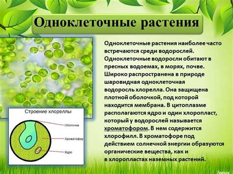 Одноклеточные организмы: значение для человека