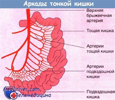 Одышка внутри кишечной стенки