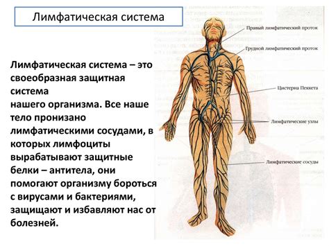 Ожирение и лимфатическая система