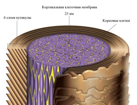 Окантовка волос и их структура