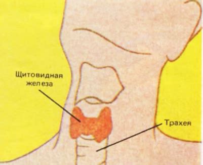 Околощитовидные железы и их связь с раком щитовидки