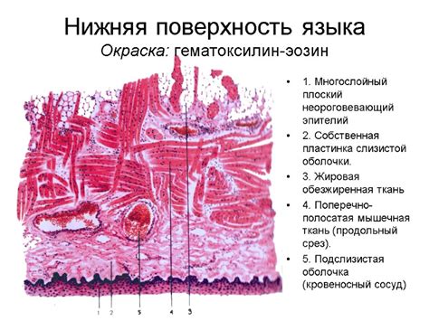 Окраска языка: диагностическое значение