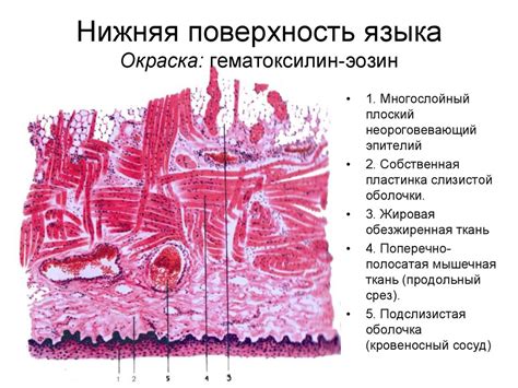 Окраска языка при заболеваниях дыхательной системы