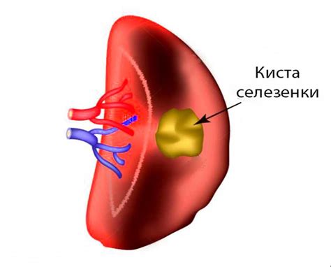 Опасности и потенциальные проблемы, связанные с присутствием паразитов у домашнего мурлыки