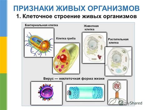 Опасности синеокой волны для живых организмов