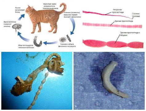 Опасность глистов у кошки: проблемы и решения