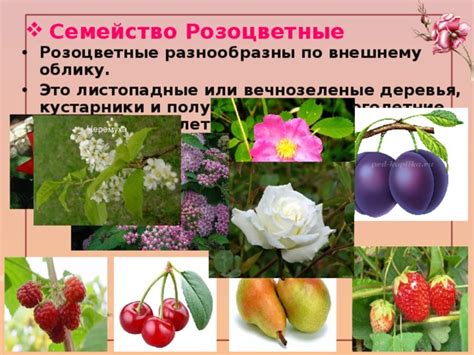 Описание и классификация семейства розоцветные