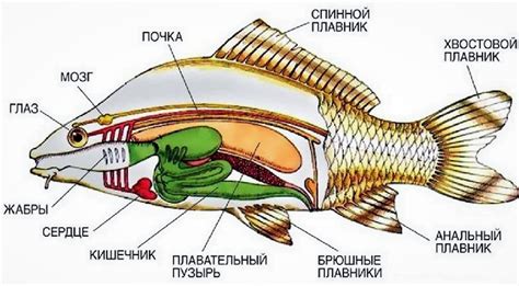 Описание и особенности лощавой рыбы