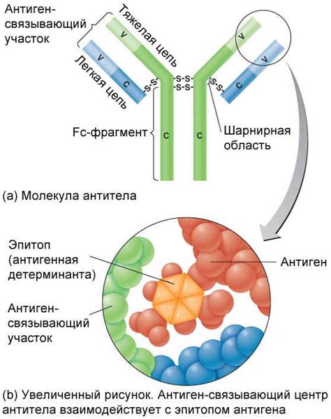 Описание и структура вирусонейтрализующих антител к Covid-19