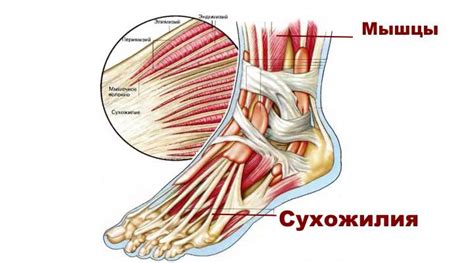 Описание межкостной связки