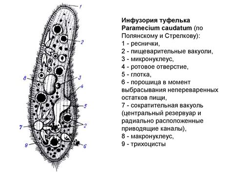 Описание особенностей шаболды