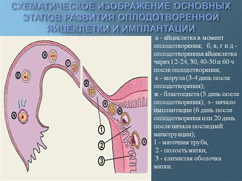 Описание процесса овуляции