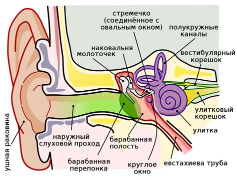 Описание среднего уха