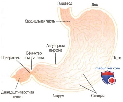 Опорожнение желудка: зачем это нужно и как это делается?