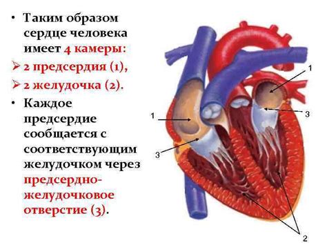 Определение "лежачего сердца"