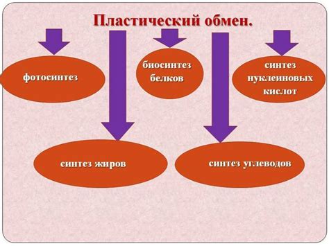 Определение ассимиляции