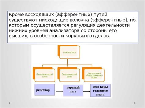 Определение афферентных путей