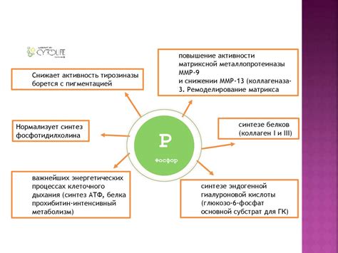 Определение биодоступности и ее связь с абсорбцией