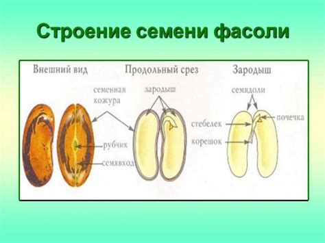 Определение бланшированной фасоли