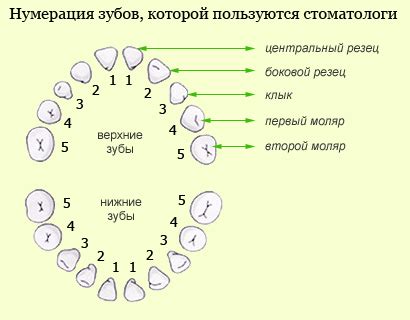 Определение буквы "С" у стоматолога